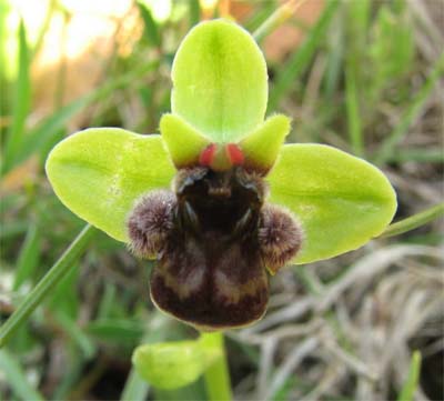 Ophrys bombyliflora